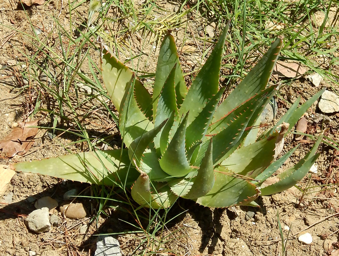 Image of genus Aloe specimen.