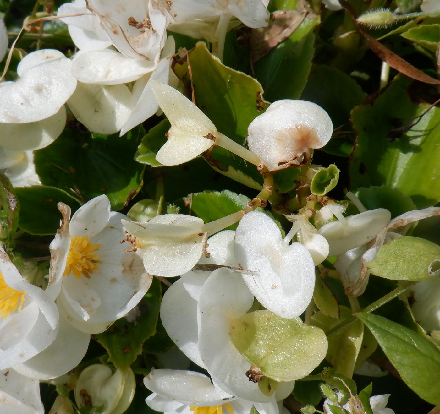 Image of Begonia × hortensis specimen.