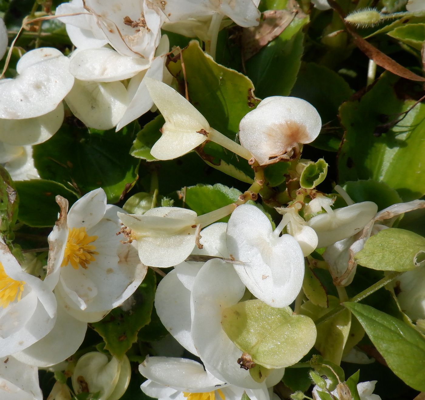 Image of Begonia &times; hortensis specimen.