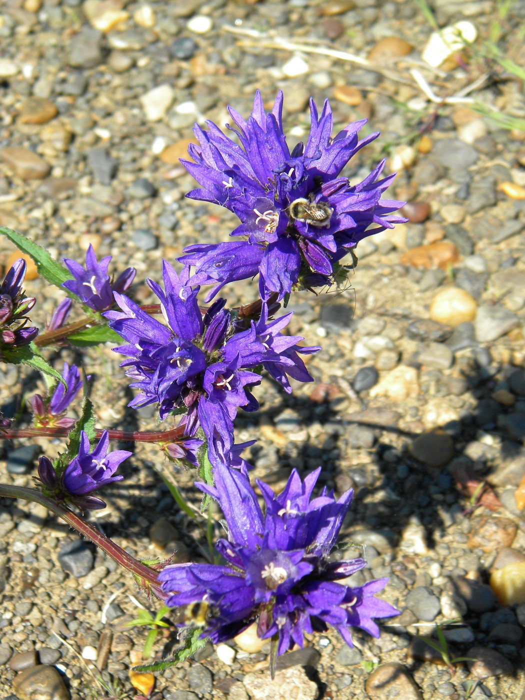 Image of Campanula glomerata specimen.