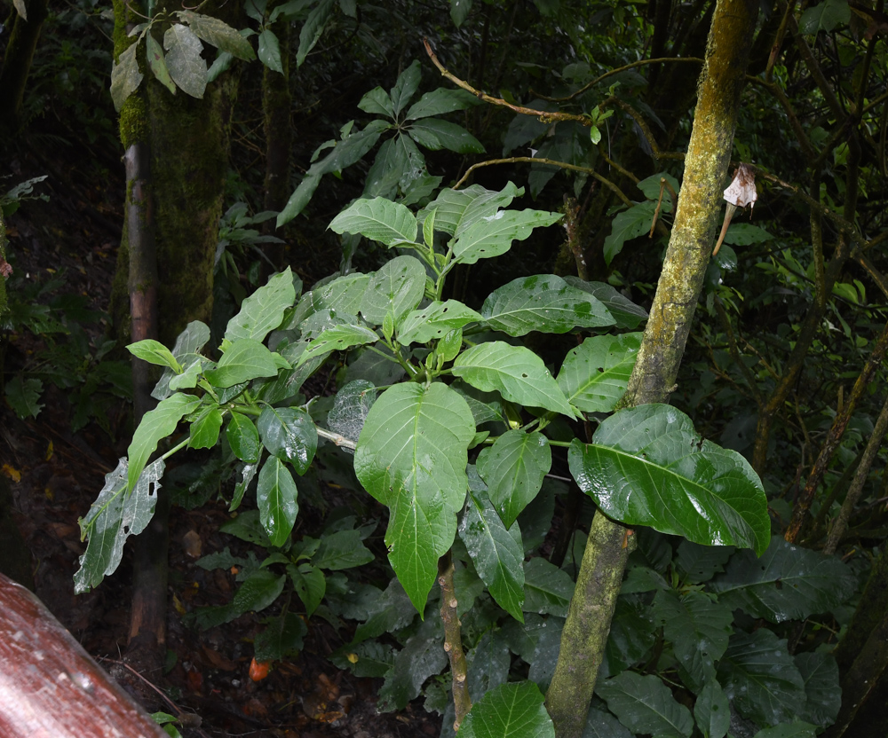 Image of Brugmansia &times; candida specimen.