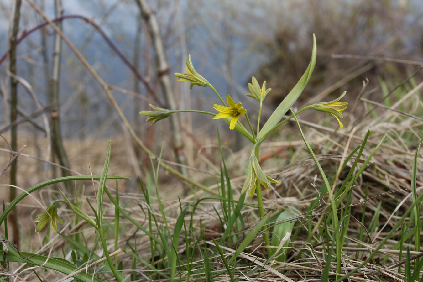 Image of Gagea lutea specimen.