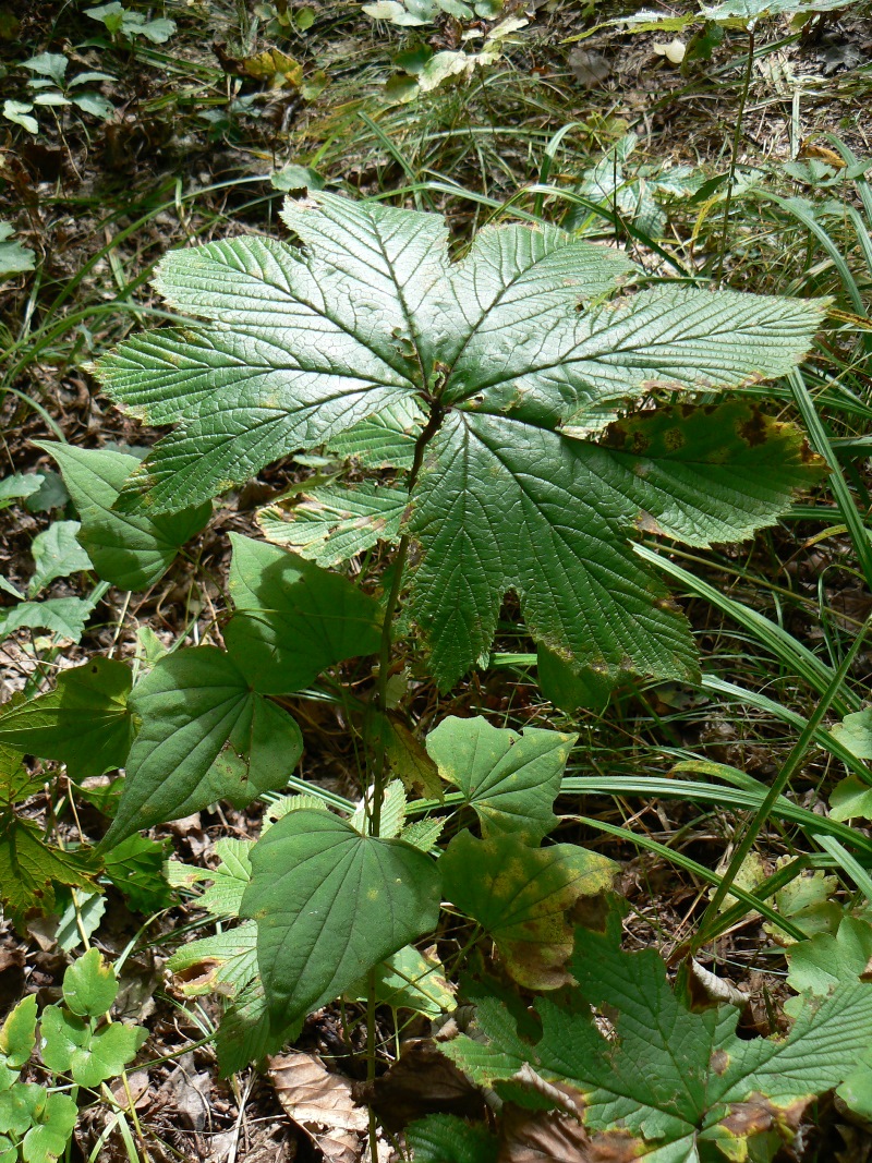 Image of Filipendula palmata specimen.