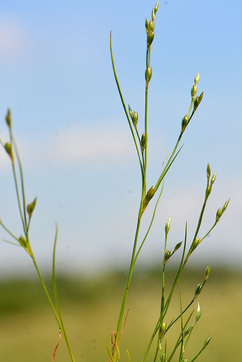 Image of Juncus bufonius specimen.