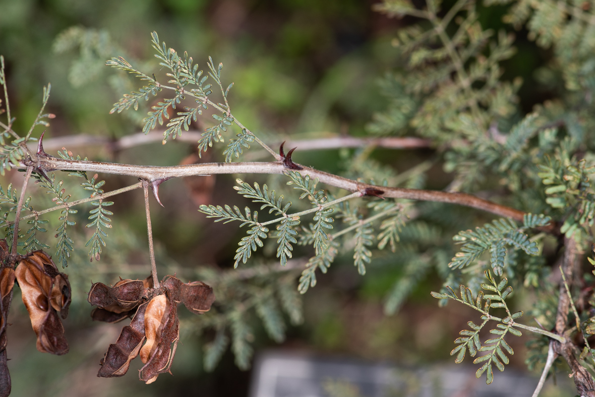 Image of Mimosa aculeaticarpa specimen.