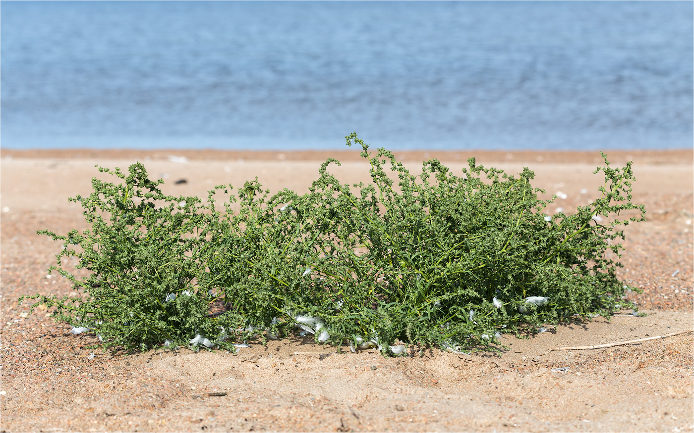 Image of Atriplex littoralis specimen.