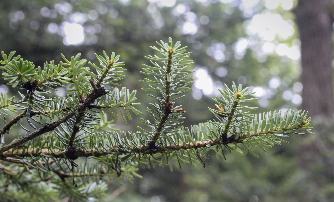 Image of Abies koreana specimen.