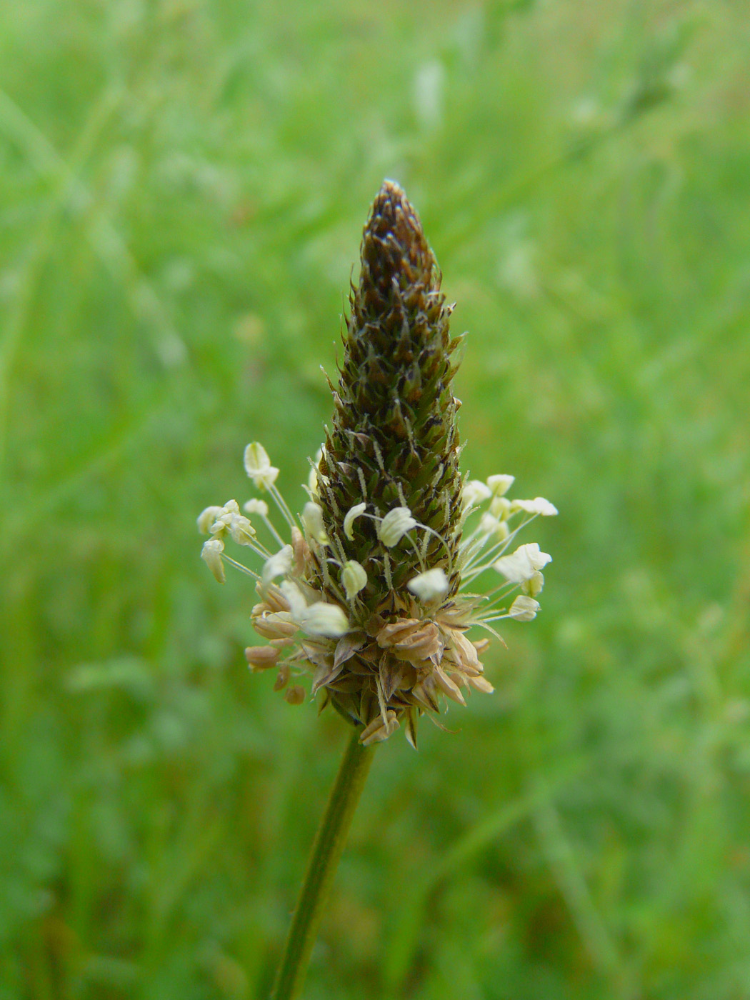 Image of Plantago lanceolata specimen.