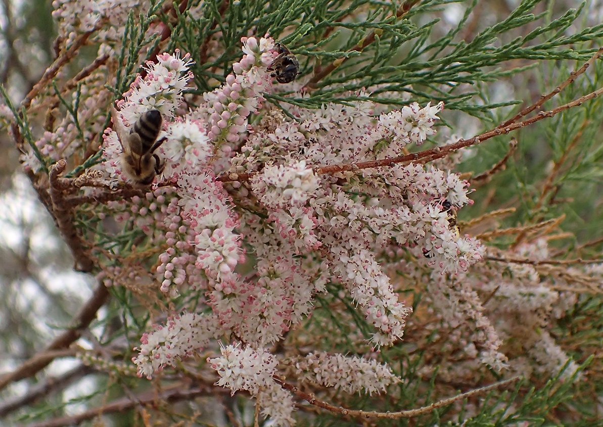 Image of Tamarix smyrnensis specimen.