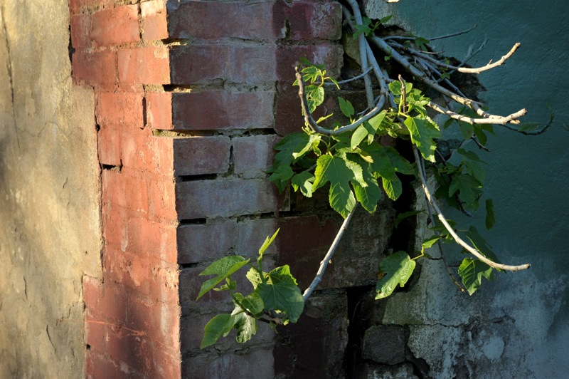 Image of Ficus carica specimen.