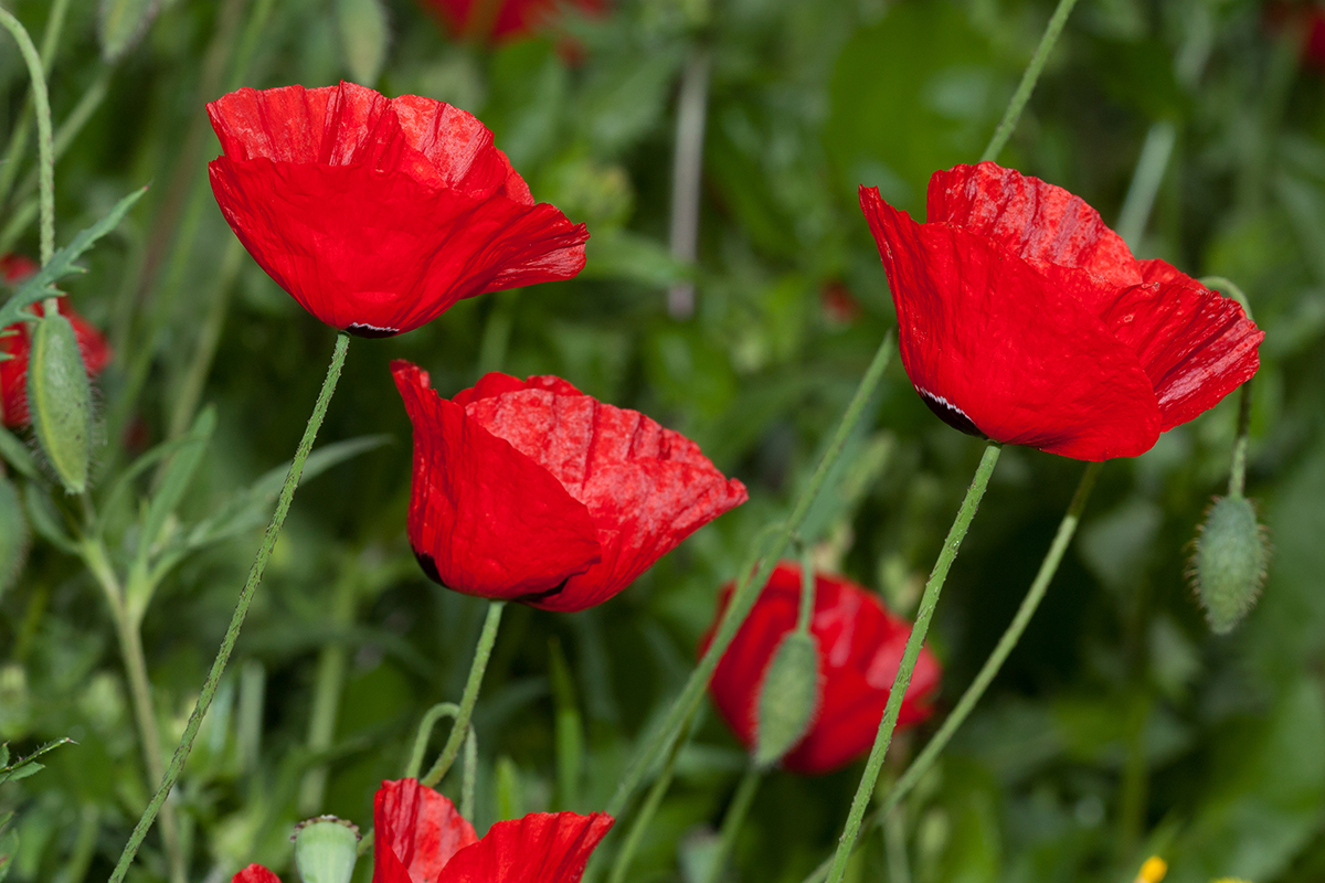 Изображение особи Papaver umbonatum.