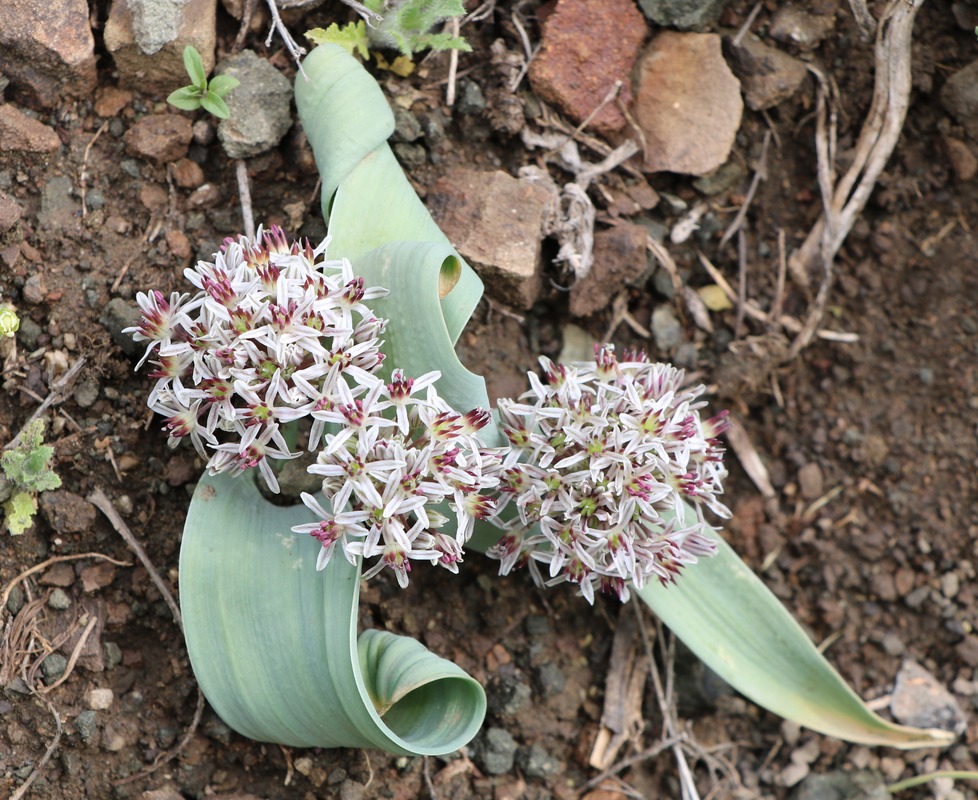 Изображение особи Allium akaka.