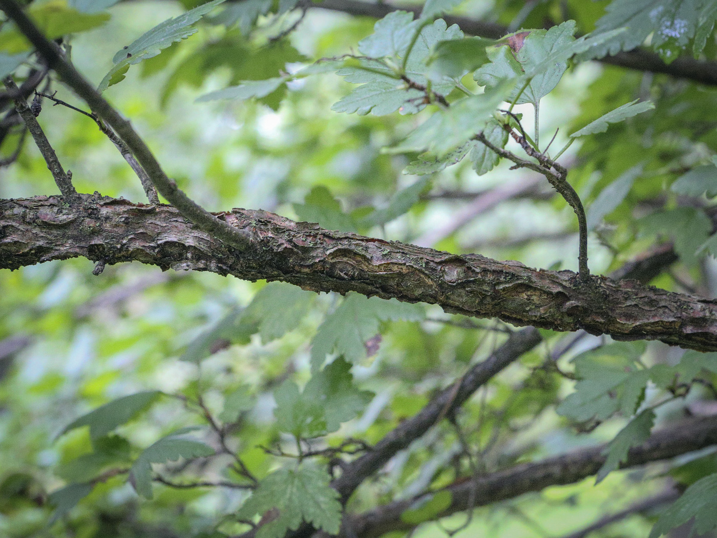 Image of genus Ribes specimen.