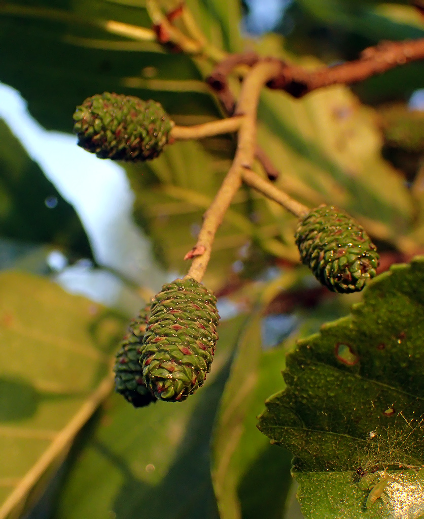 Image of Alnus glutinosa specimen.