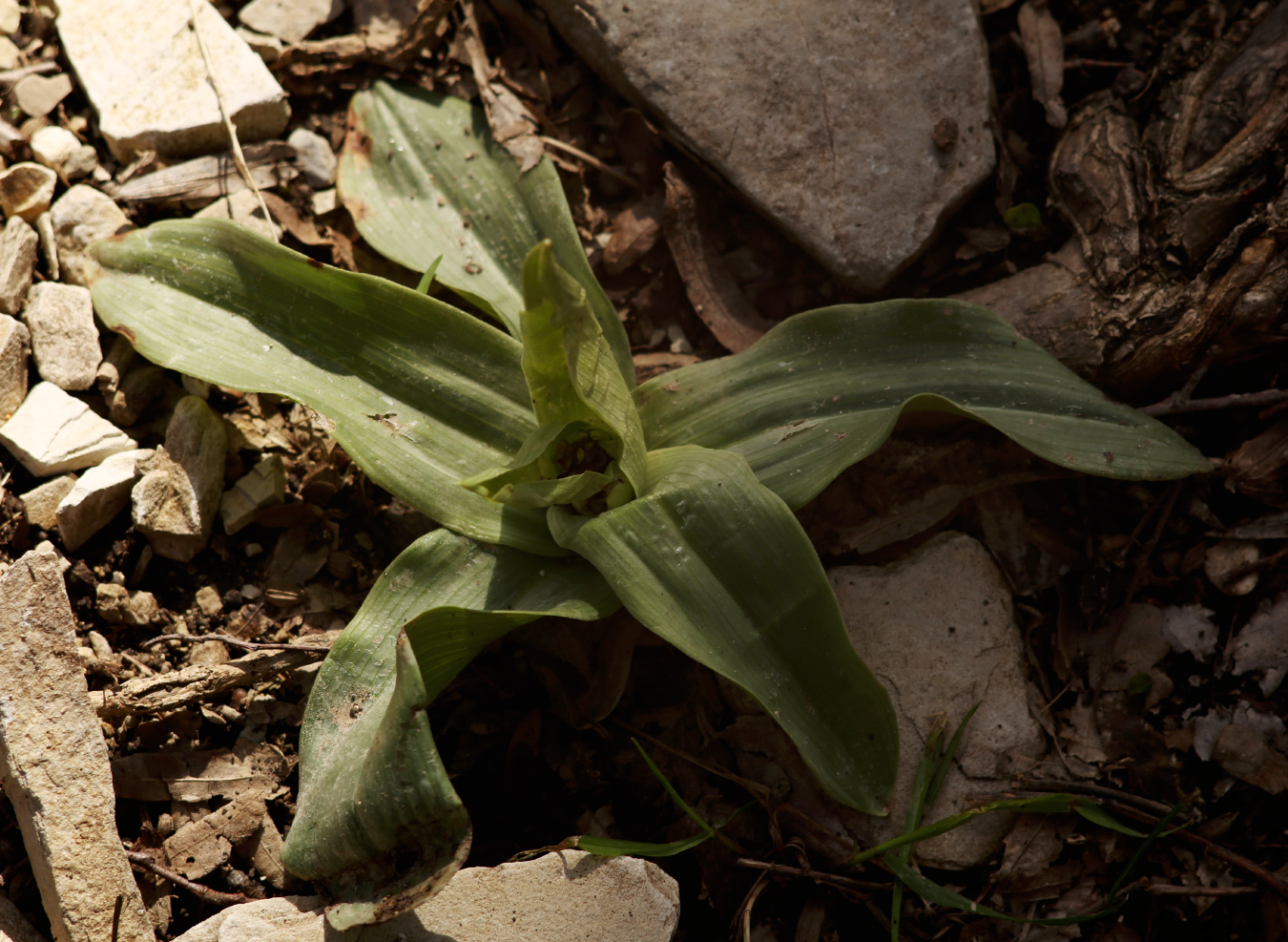 Изображение особи род Orchis.