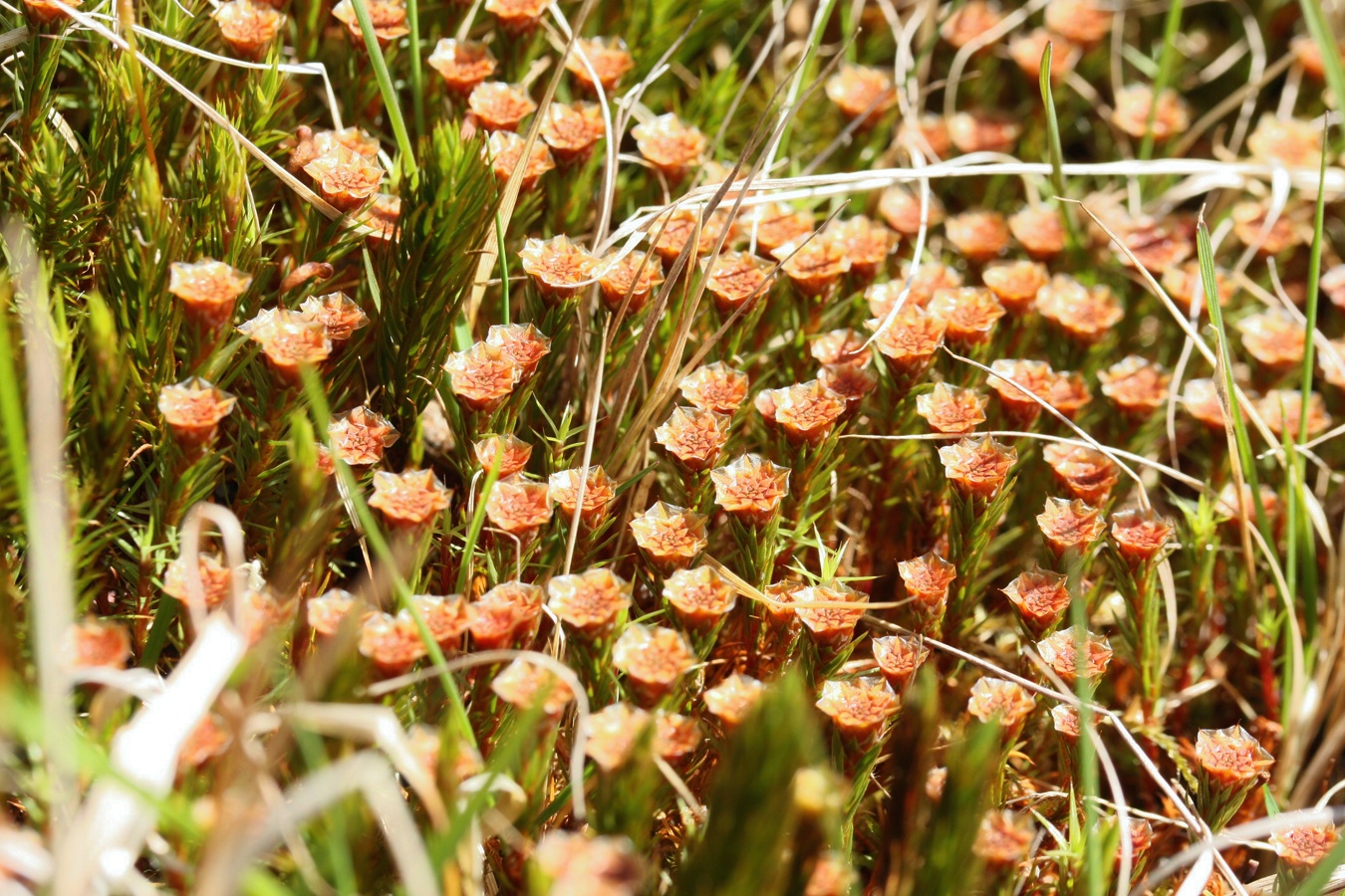 Изображение особи Polytrichum swartzii.