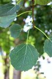 Populus tremula