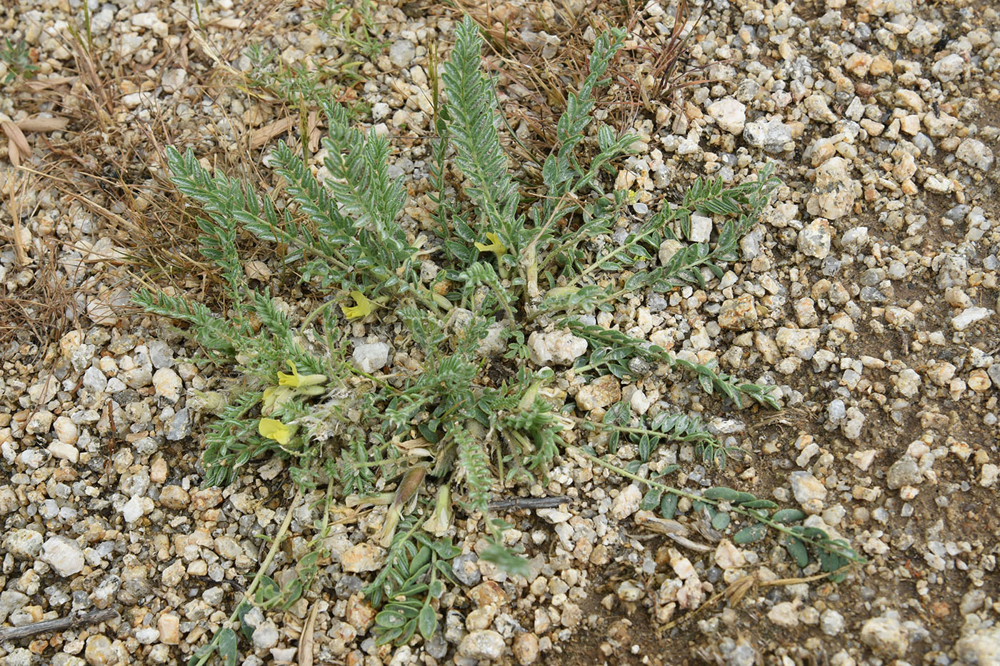 Image of genus Astragalus specimen.