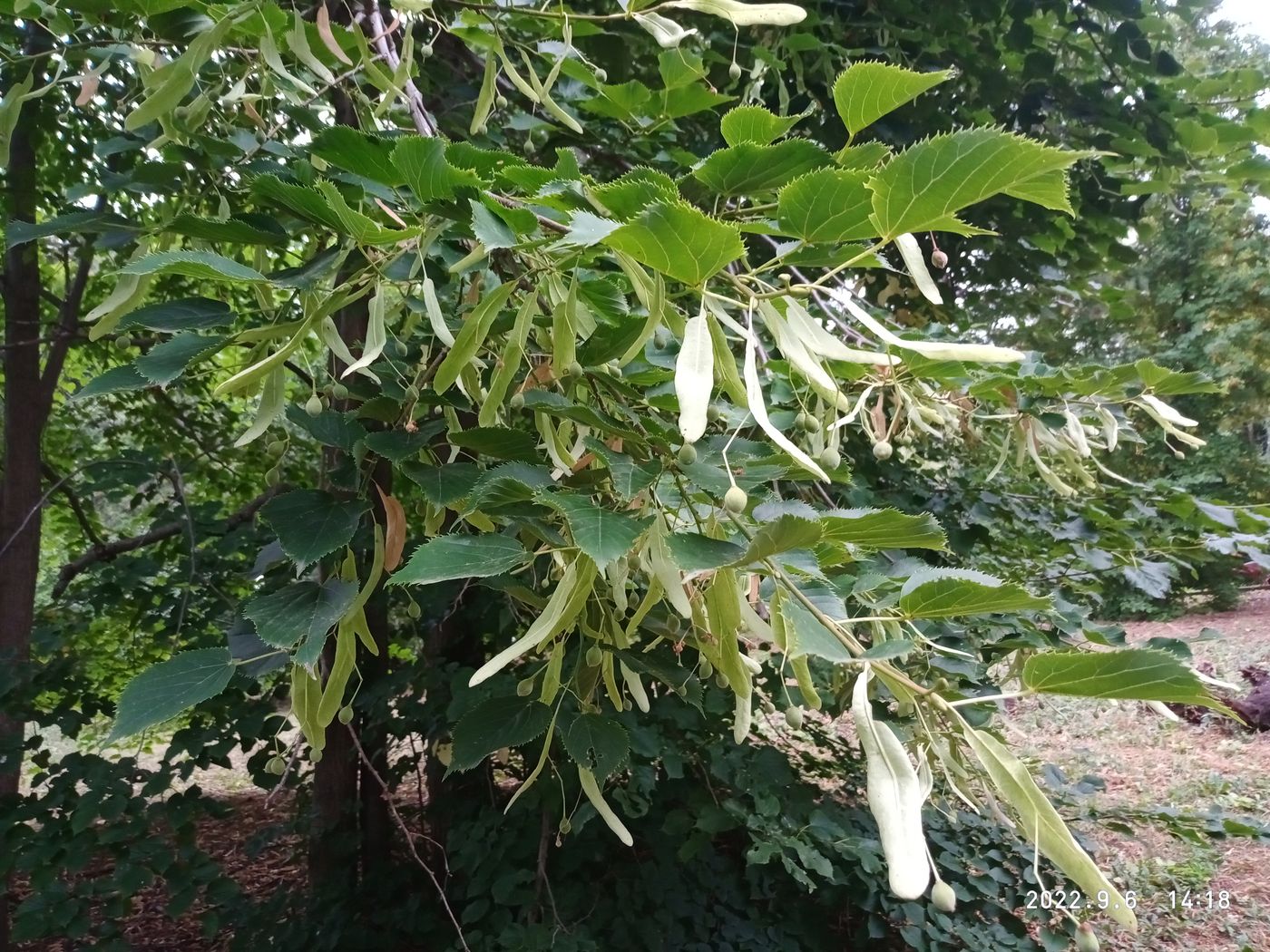 Изображение особи Tilia begoniifolia.