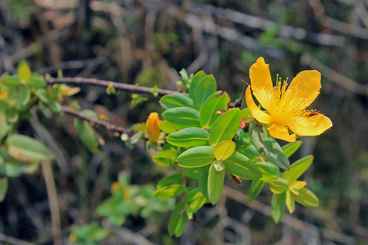 Image of genus Hypericum specimen.