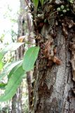 class Polypodiopsida. Растение на стволе дерева. Малайзия, штат Саравак, национальный парк \"Бако\". 30.04.2008.