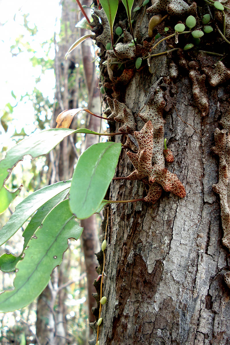 Image of class Polypodiopsida specimen.