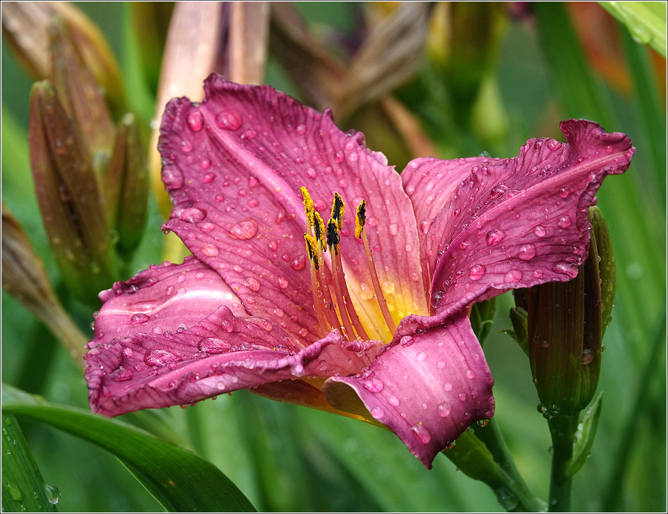 Image of Hemerocallis &times; hybrida specimen.