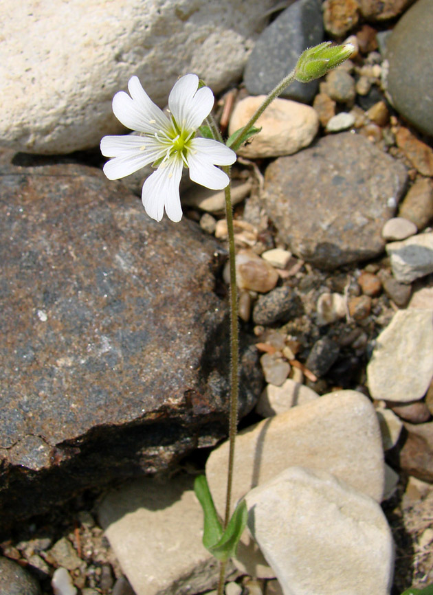 Image of Cerastium arvense specimen.