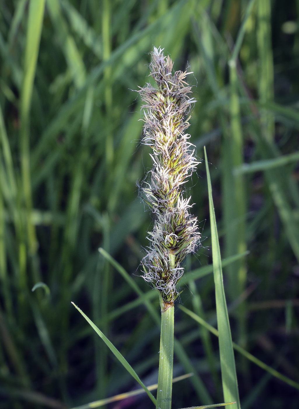 Изображение особи Carex vulpina.