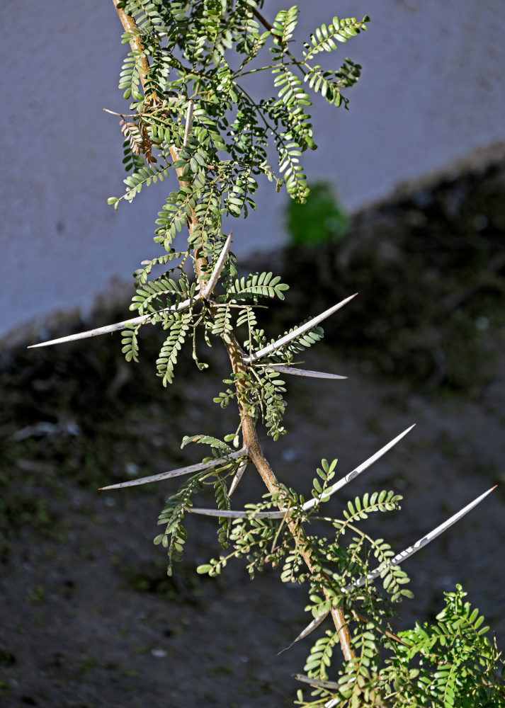 Изображение особи Vachellia karroo.