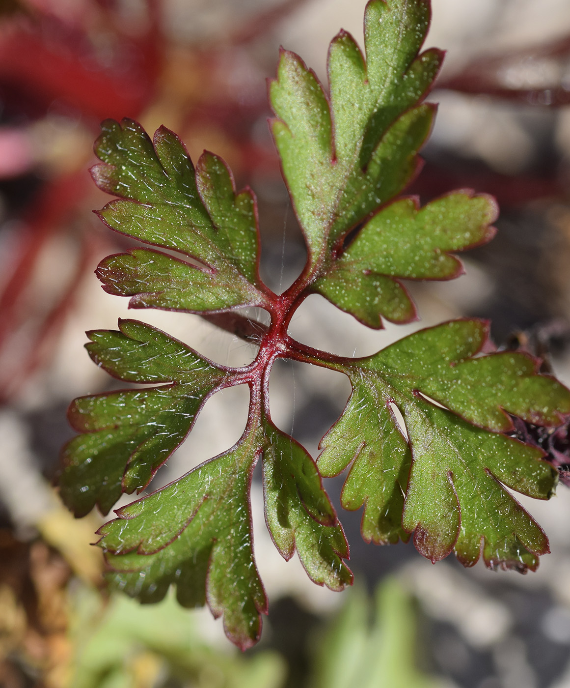 Image of Geranium purpureum specimen.