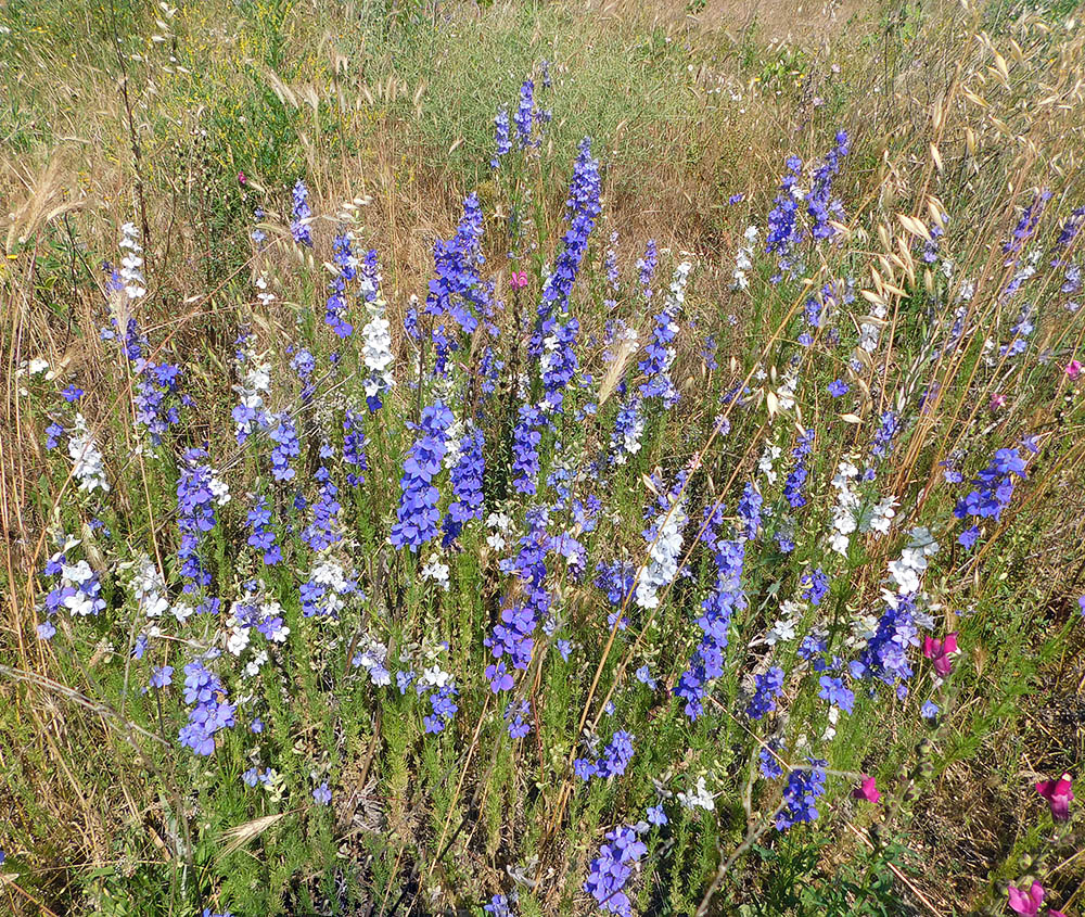 Image of Delphinium hispanicum specimen.