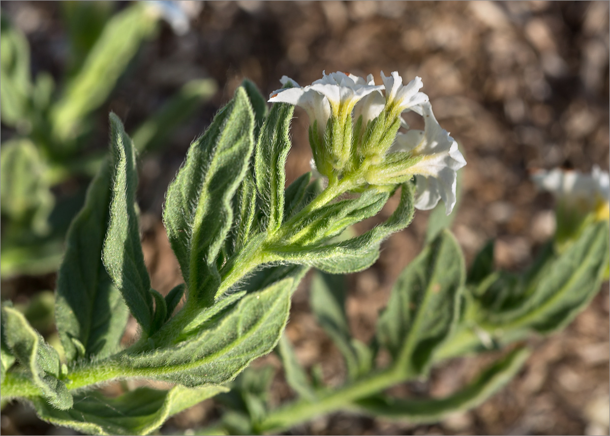 Image of Argusia sibirica specimen.