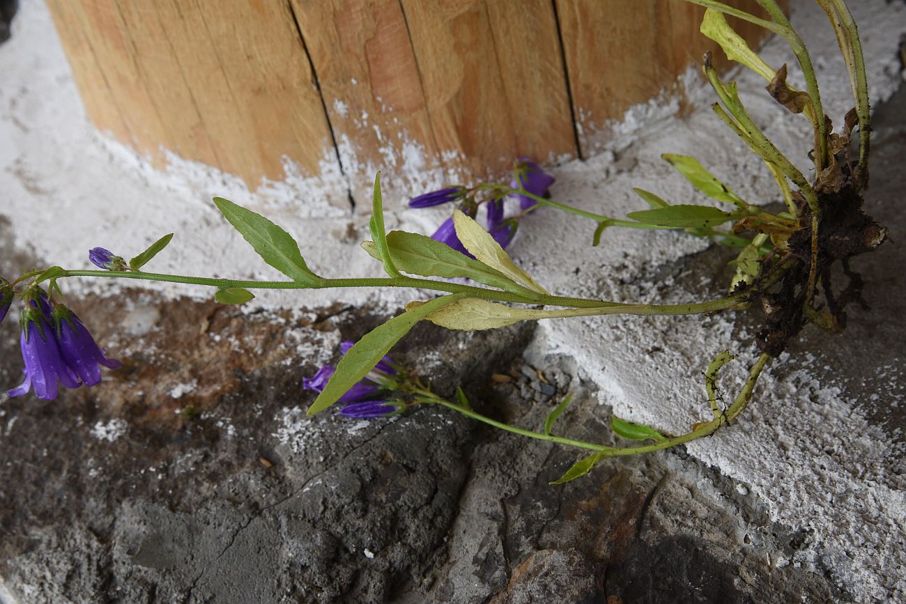 Изображение особи Campanula hohenackeri var. darialica.