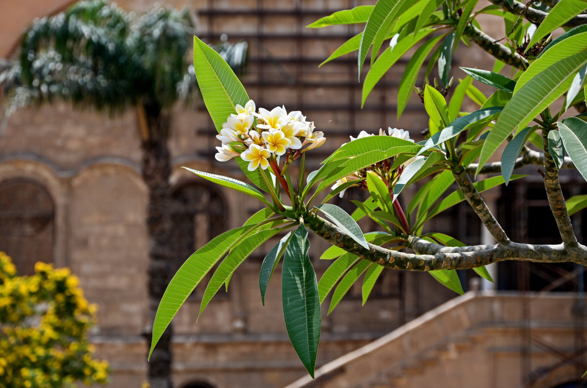 Image of Plumeria rubra var. acutifolia specimen.