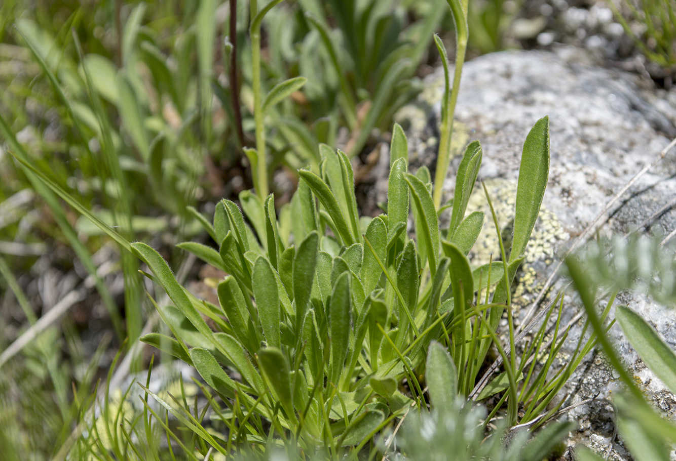 Image of Campanula saxifraga specimen.