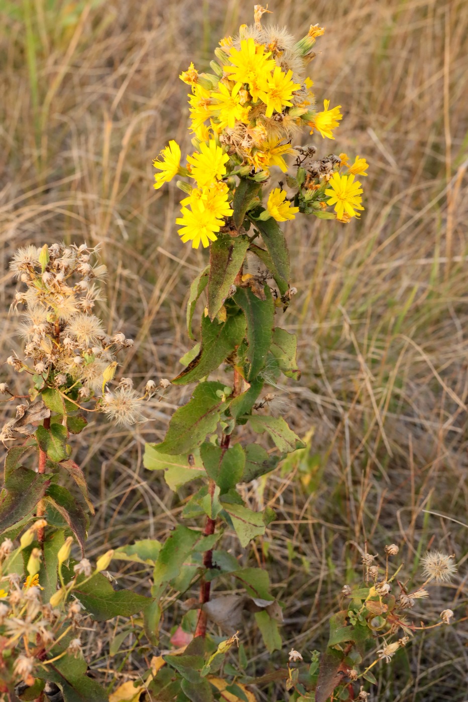 Изображение особи род Hieracium.