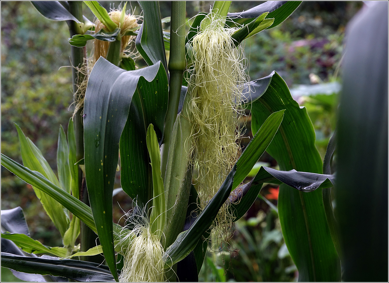 Изображение особи Zea mays.