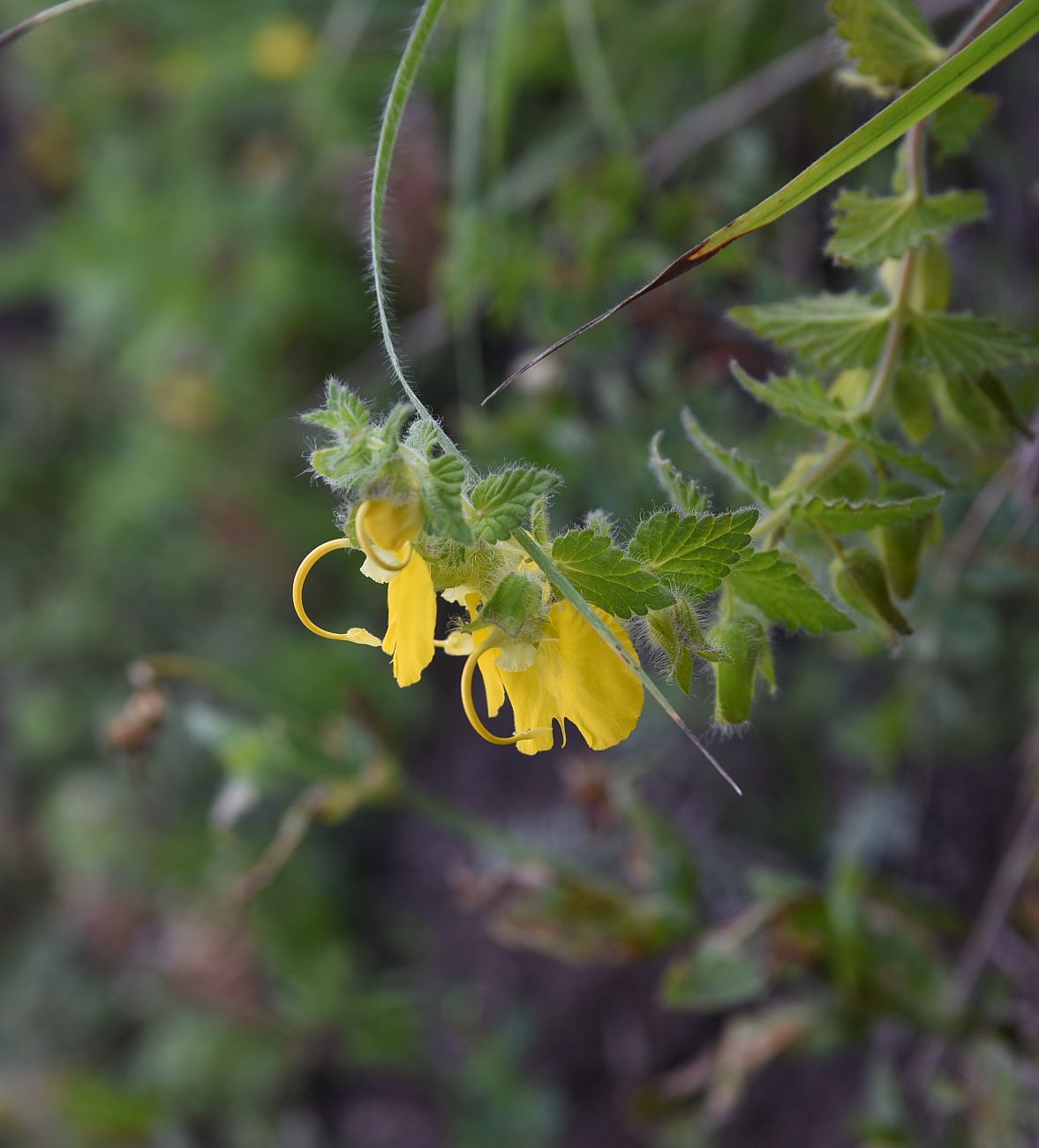 Изображение особи Rhynchocorys orientalis.