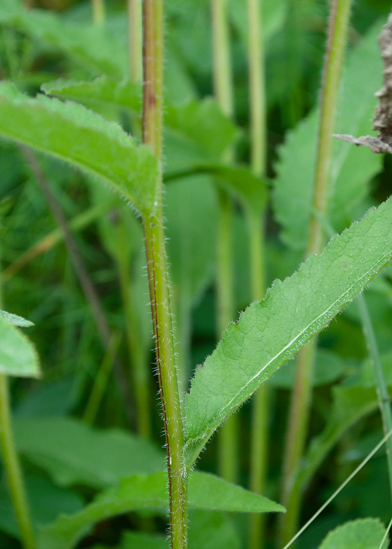 Image of Campanula glomerata specimen.