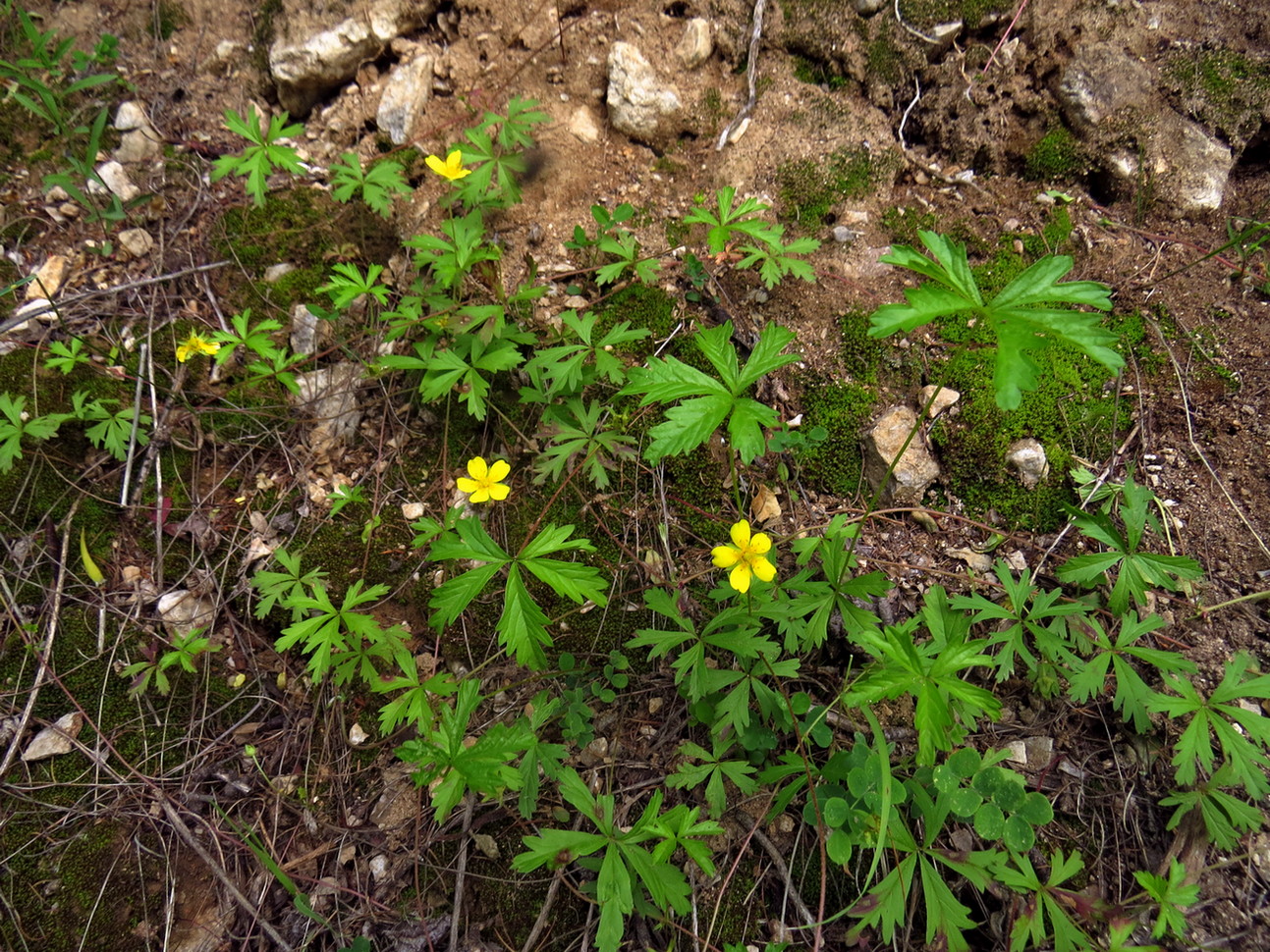 Изображение особи Potentilla flagellaris.