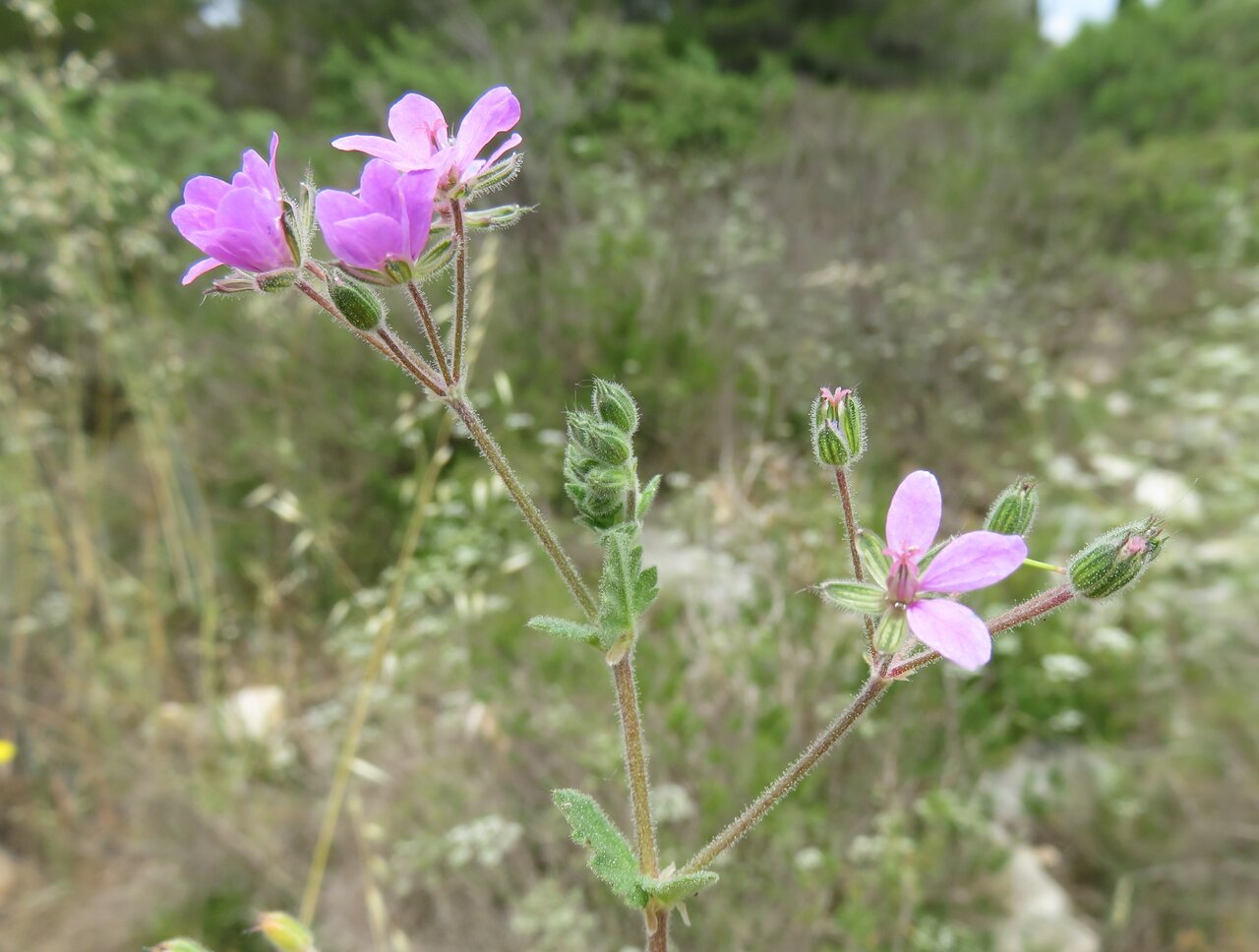 Изображение особи Erodium malacoides.