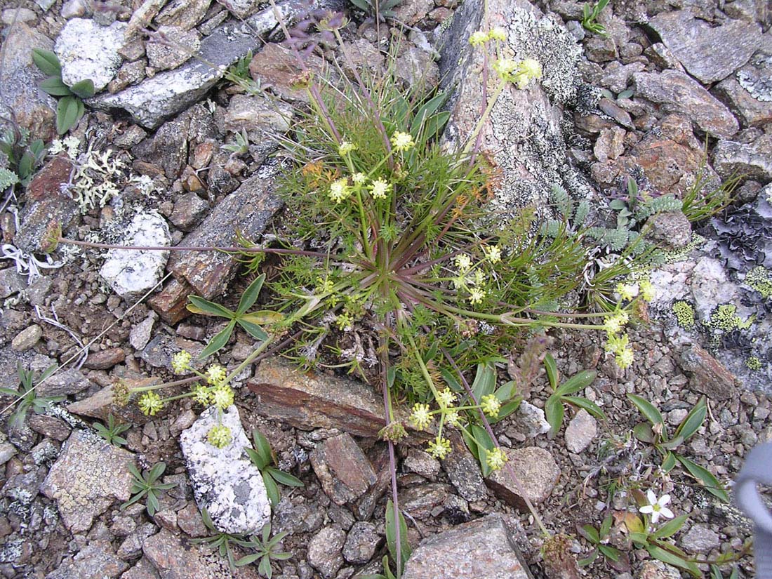 Image of Chamaesciadium acaule specimen.