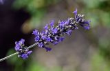 Lavandula angustifolia