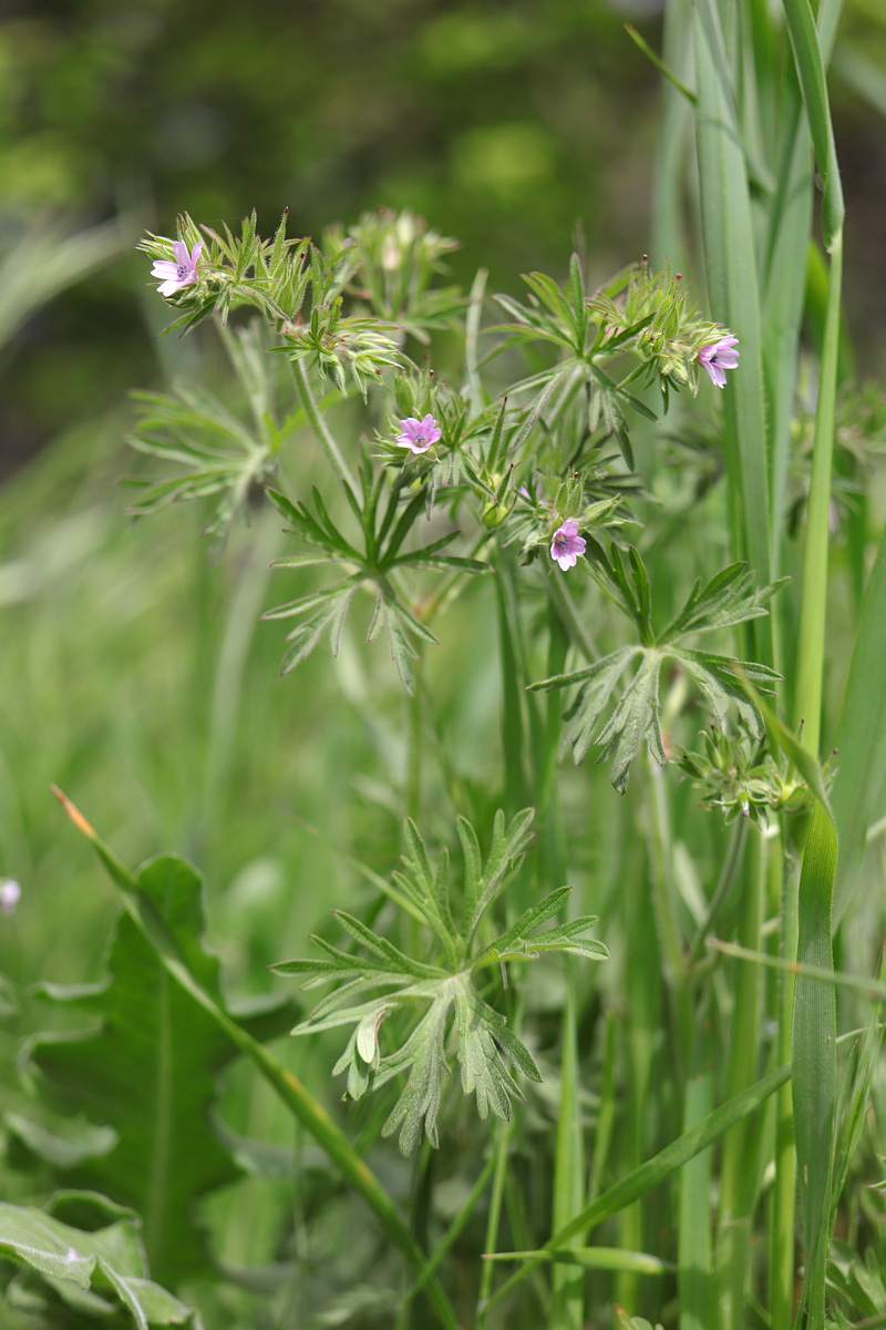 Изображение особи Geranium dissectum.