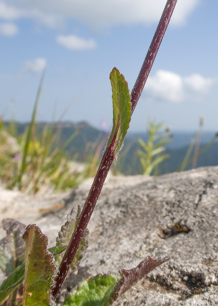 Image of Campanula albovii specimen.