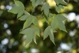 Acer buergerianum