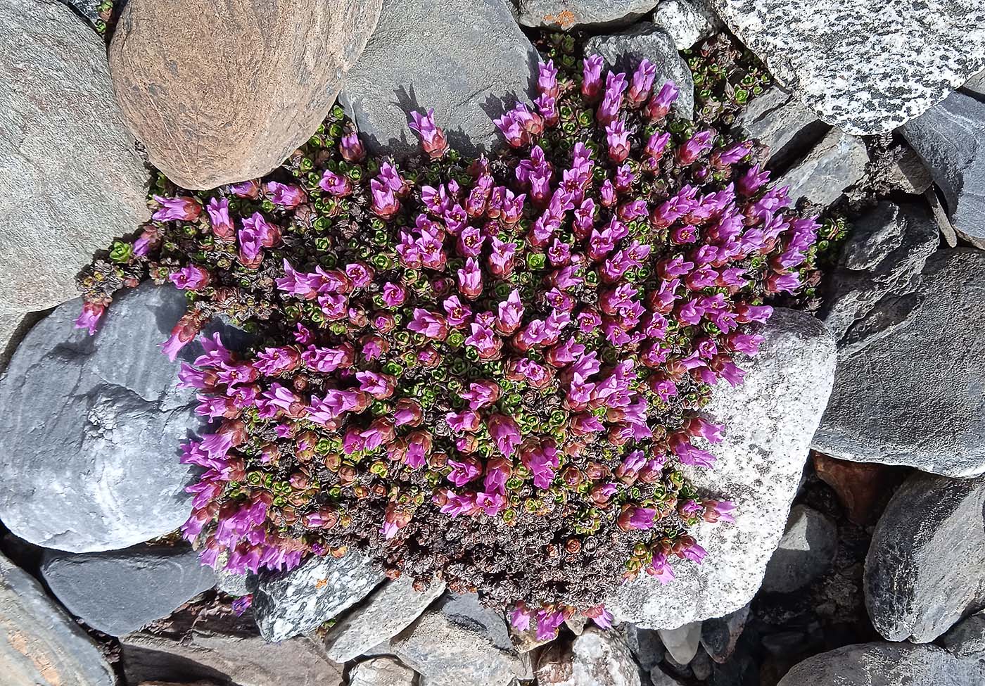 Изображение особи Saxifraga asiatica.