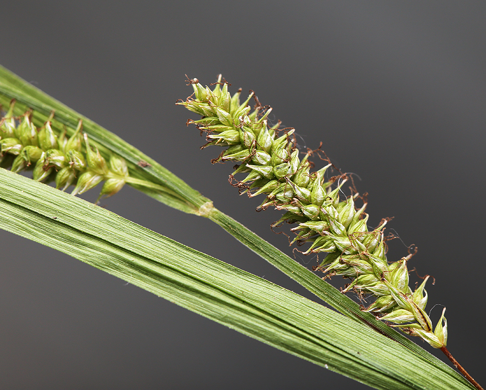 Изображение особи Carex planiculmis.