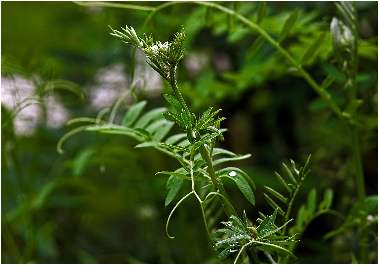 Изображение особи Vicia cracca.